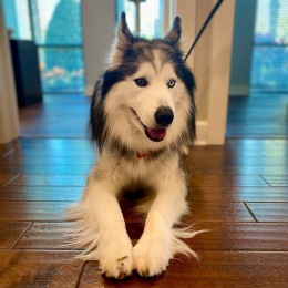 a dog sitting on the floor